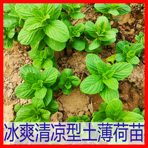 冰爽清凉可食用阳台绿植苗幼苗