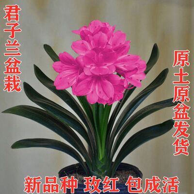 盆栽当年开花植物四季常青君子兰