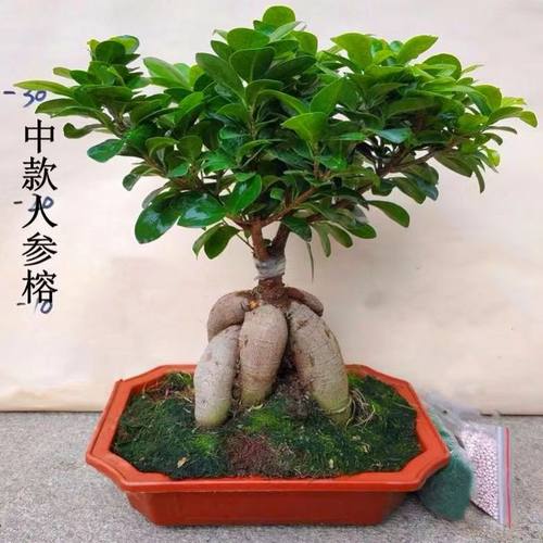 人参榕小叶榕树S造型八字型盆景室内阳台植物地瓜榕老桩易养四季