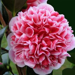 志愿者山茶花盆栽稀有名贵品种阳台庭院花卉树苗对版包邮四季