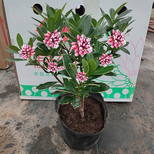 金边瑞香盆栽浓香型带花苞室内客厅阳台耐寒老桩大苗四季花卉植物