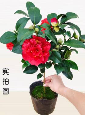 克瑞墨大牡丹茶花盆栽树苗清香型大红花带花苞阳台庭院原盆包邮