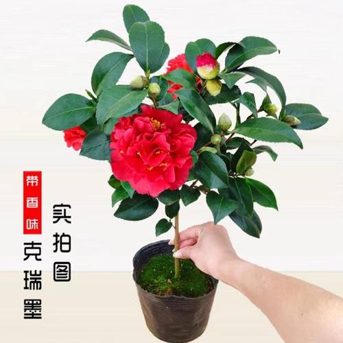 克瑞墨大牡丹茶花盆栽树苗清香型大红花带花苞阳台庭院原盆包邮