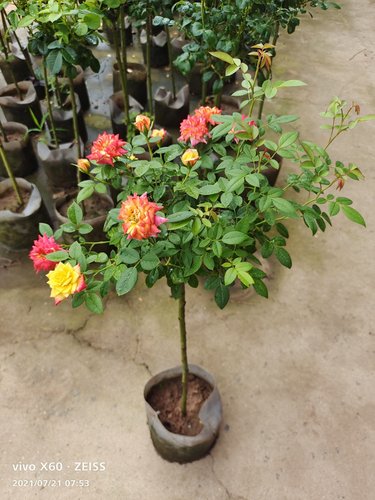 树桩月季盆栽植物玫瑰花苗