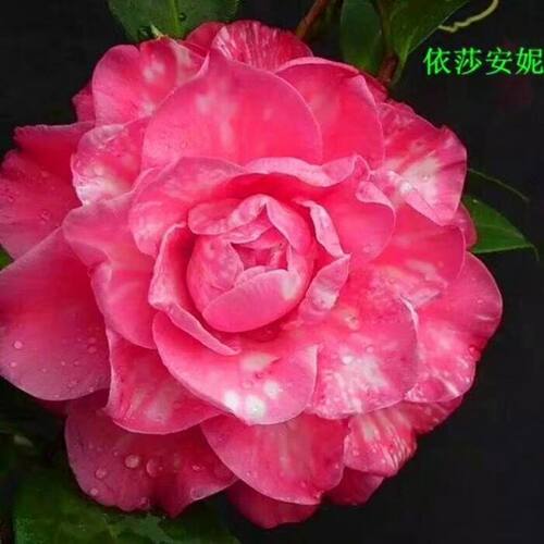 正版伊莎安妮茶花正品茶花盆栽带花苞花苗进口稀有名贵品种庭院