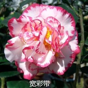 白衣大皇冠茶花盆栽宽彩带茶花女皇二号名贵山茶花苗花卉稀有品种