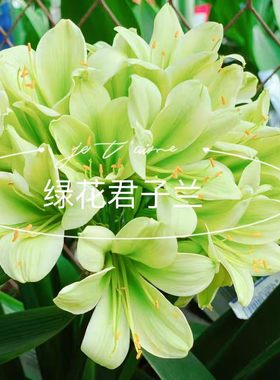 绿花君子兰稀有品种盆栽当年开花蝴蝶兰苗植物室四季常青绿植花卉