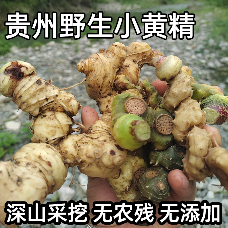 贵州野生新鲜黄精现挖新货一斤装包邮无添加姜型老虎姜可煲汤泡酒