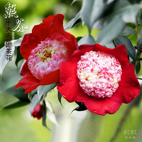 熊谷山茶花庭院气质高雅好养易种