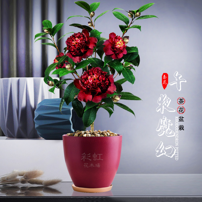 午夜魔幻午夜飘花黑红色茶花新品种盆栽龙岩花苗阳台庭院茶花绿植