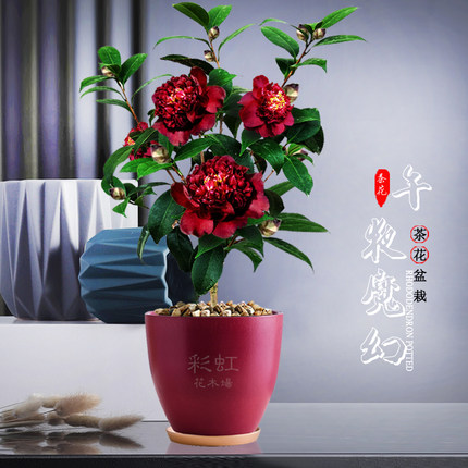 午夜魔幻午夜飘花黑红色茶花新品种盆栽龙岩花苗阳台庭院茶花绿植