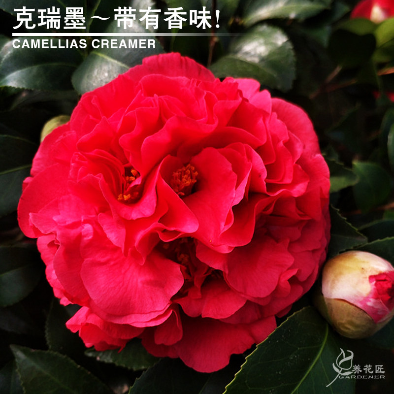 克瑞墨山茶花盆栽带香味花卉树苗室内外庭院阳台耐寒耐旱好养植物