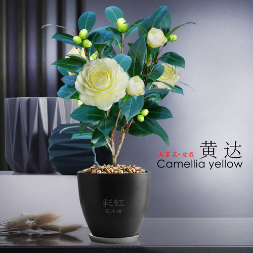 黄达山茶花阳台少有黄色花卉
