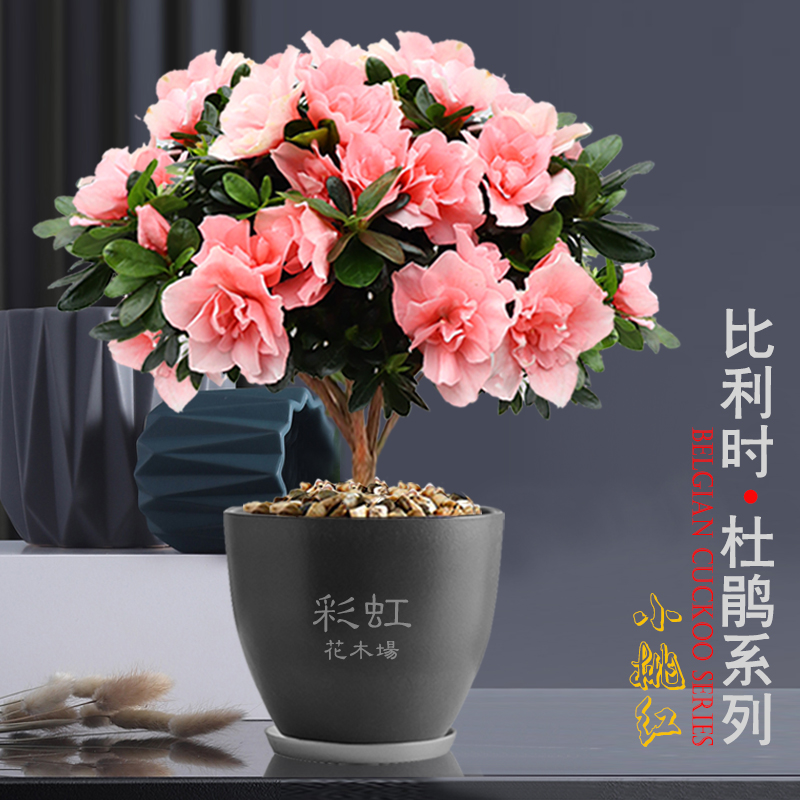 西洋杜鹃盆栽四季开花彩虹花木场