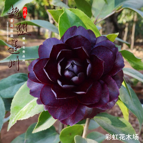 山茶花盆栽超级墨川品种保证对版