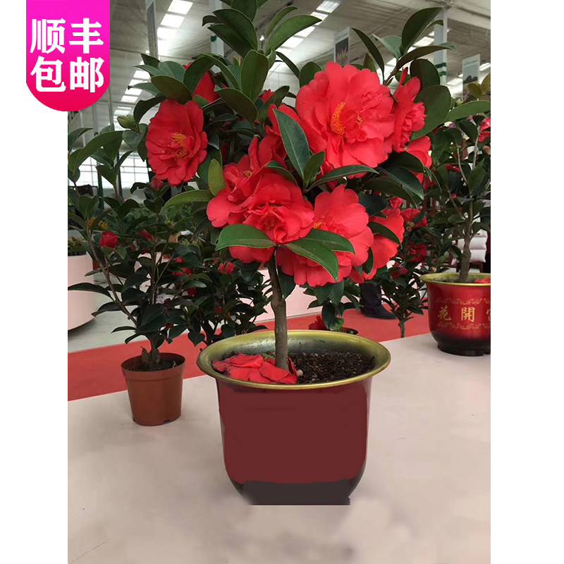 四季杜鹃红山茶花新品种夏日系列衍平小璇七心盆栽重瓣带花苞耐寒