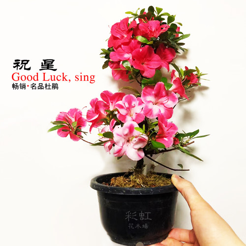 祝星皋月杜鹃花阳台庭院耐寒耐晒