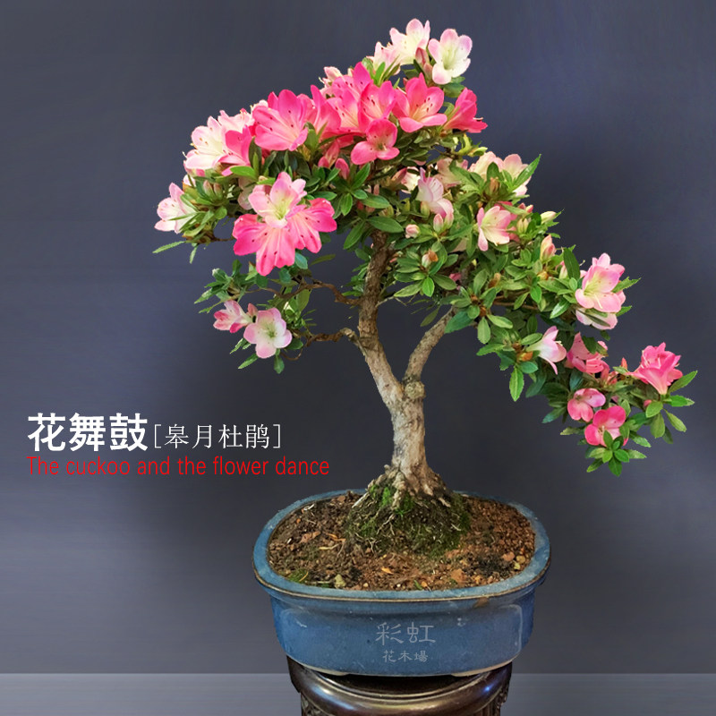花舞鼓皋月杜鹃盆栽耐寒耐干好养图片
