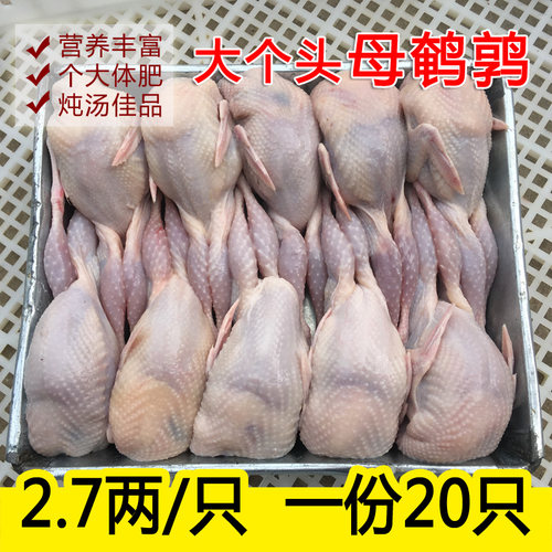 现杀活体白条20只包邮鹌鹑肉生鲜