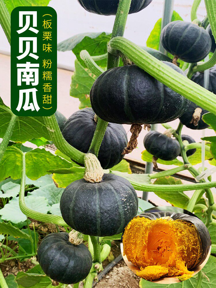 高产绿贝贝迷你小南瓜种子种籽苗板栗味四季板粟秧苗超甜孑秧香甜