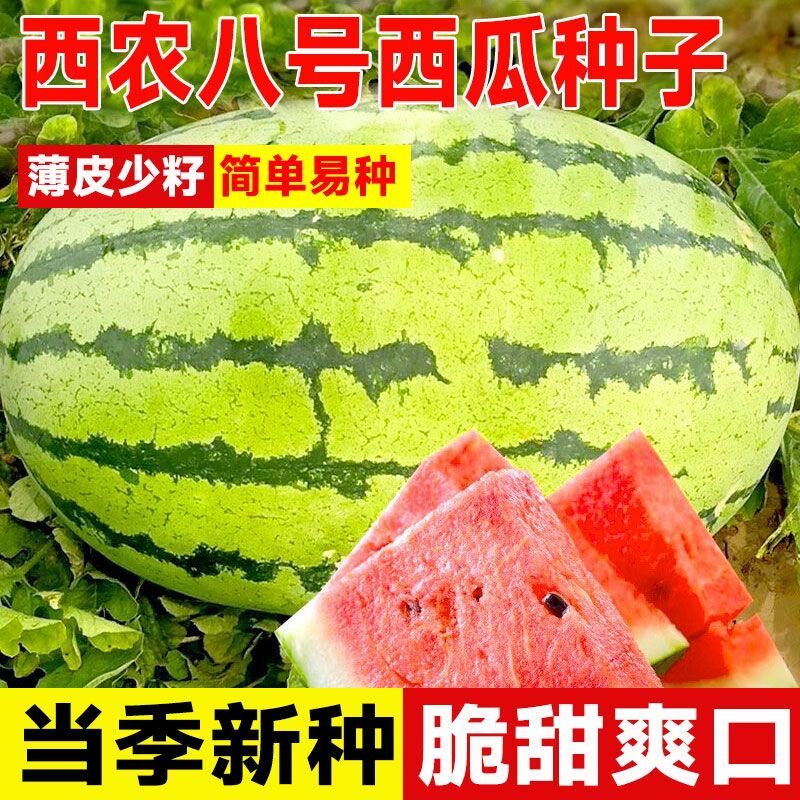西农八号西瓜种子特大懒汉巨型高家庭园艺种子