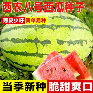 西农八号西瓜种子特大懒汉巨型高产大西瓜种籽春季夏四季特甜水果