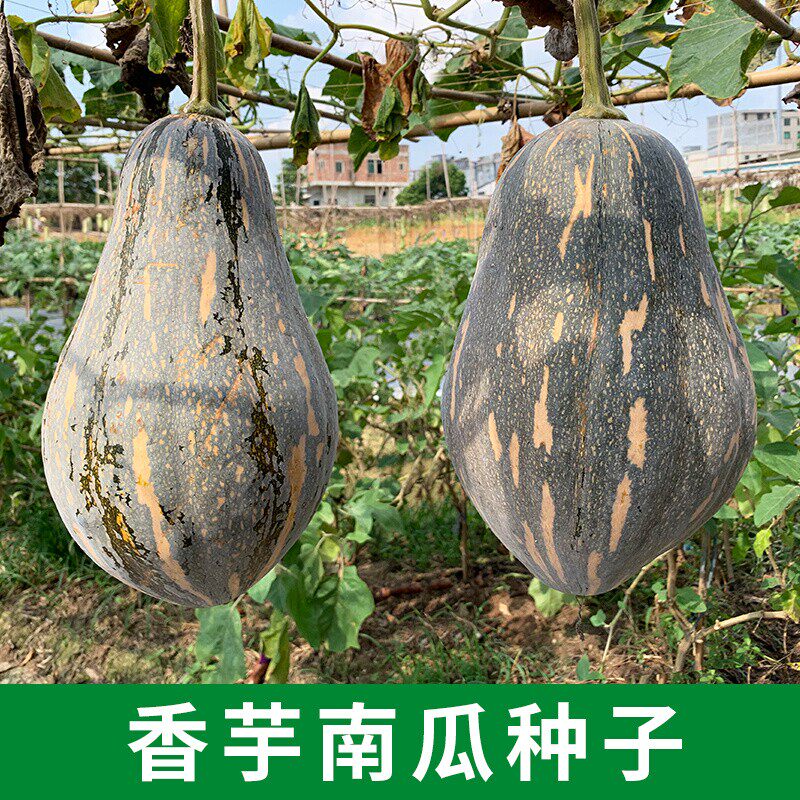 广东香芋南瓜种子正宗芋头甜南瓜家庭园艺种子