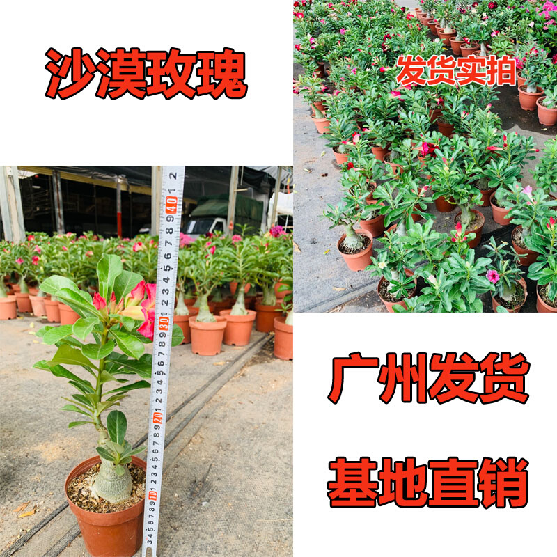 重瓣沙漠玫瑰花苗盆栽四季开花绿植物老桩室内阳台小盆景易活