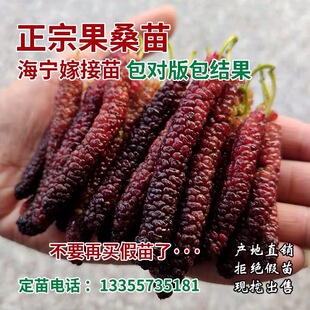 桑葚树苗台湾四季长果桑树苗紫金蜜葚海宁嫁接苗地栽盆栽采摘果树