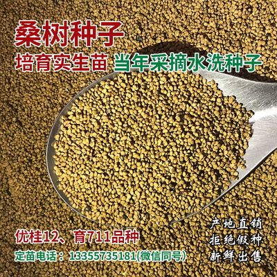 桑树种子蛋白桑饲料桑实生苗桑葚养蚕桑苗鸡鸭喂养占地固土桑种苗