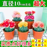 Багровый нефрит супер большую часть мясного растения сказочного шарика в маленький горшечный цвет