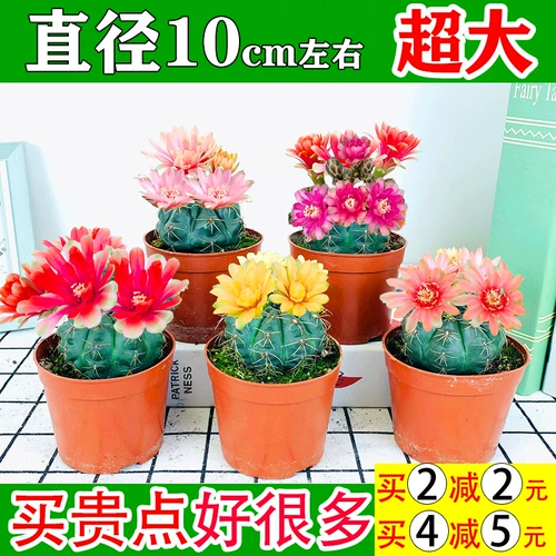 Багровый нефрит супер большую часть мясного растения сказочного шарика в маленький горшечный цвет