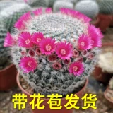 Yuweng Fairy Basin Plant Plant Office Office Desktop Radiation Green Plant Canculats Cantular