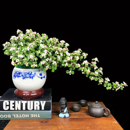 Клифф Золотой ветвь нефритовый лист в форме горшка старый бонсай, сочный балкон, Йельский университет, хорошие цветы и зеленые растения