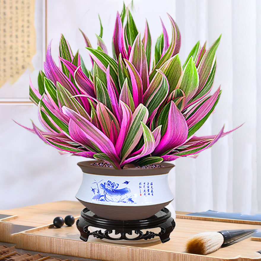紫露兰盆栽室内花卉绿植油画吊兰桌面好养四季常青盆景观叶植物花