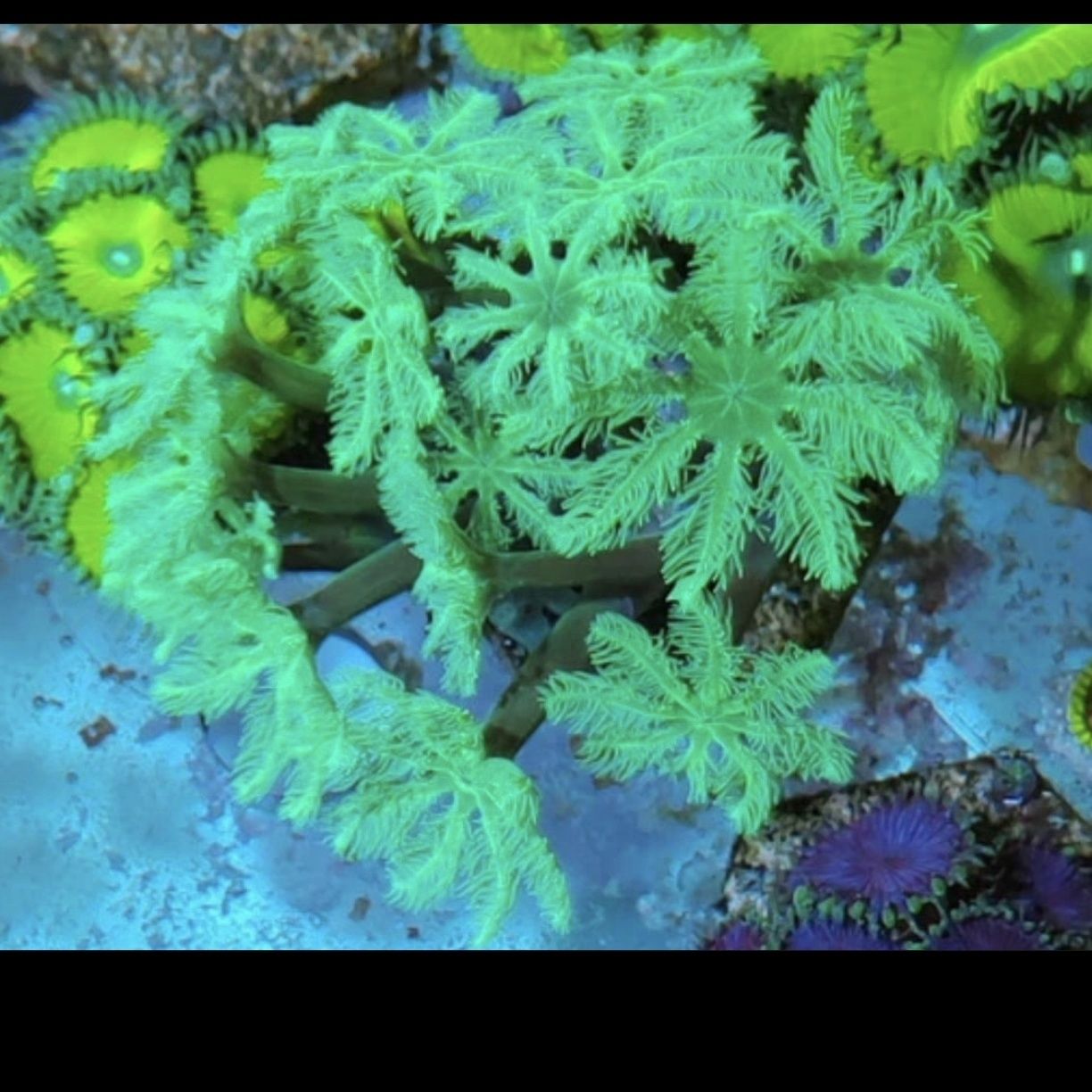 手星花珊瑚金边绿芯好养繁殖快新手软体海缸生物椰花珊瑚大手星花