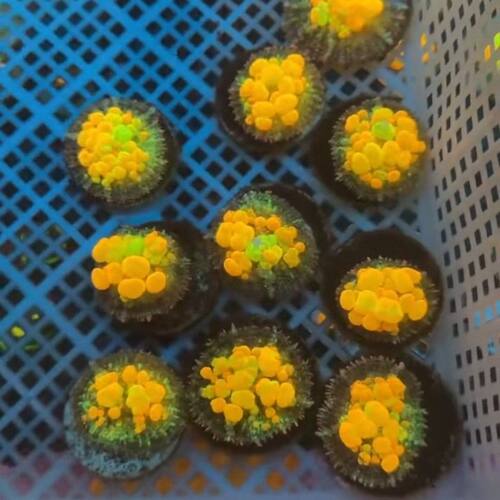 og弹跳菇珊瑚吞噬基因大泡珊瑚超亮