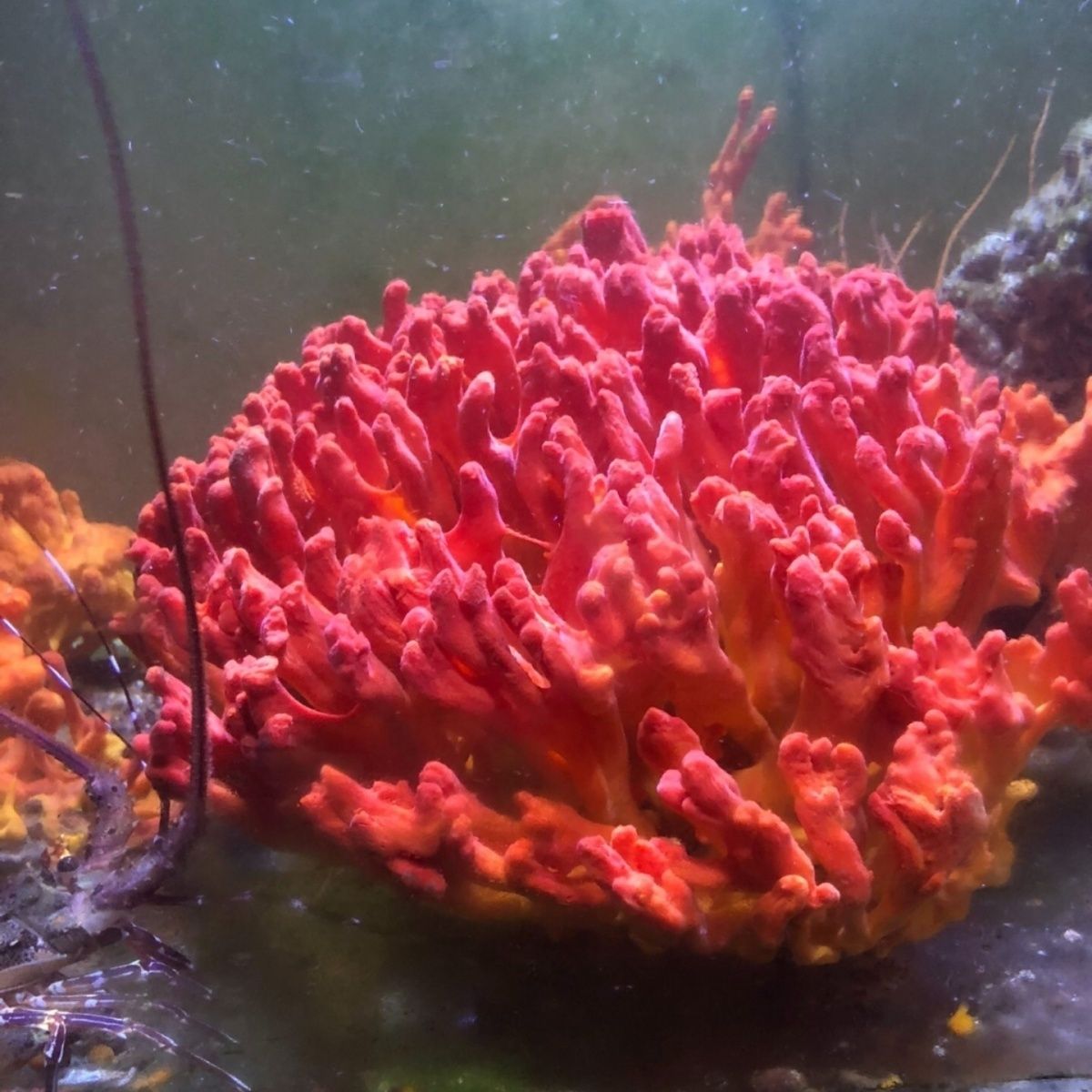 超级红火焰海绵宝宝活体海缸造景一棵成景