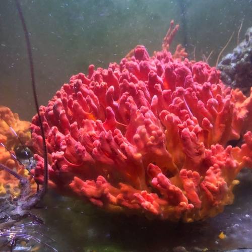 超级红火焰海绵宝宝活体海缸造景一棵成景