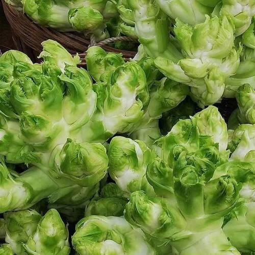 儿菜秧苗高产早熟香嫩田园阳台庭院盆栽露地栽蔬菜苗等秋冬季优良