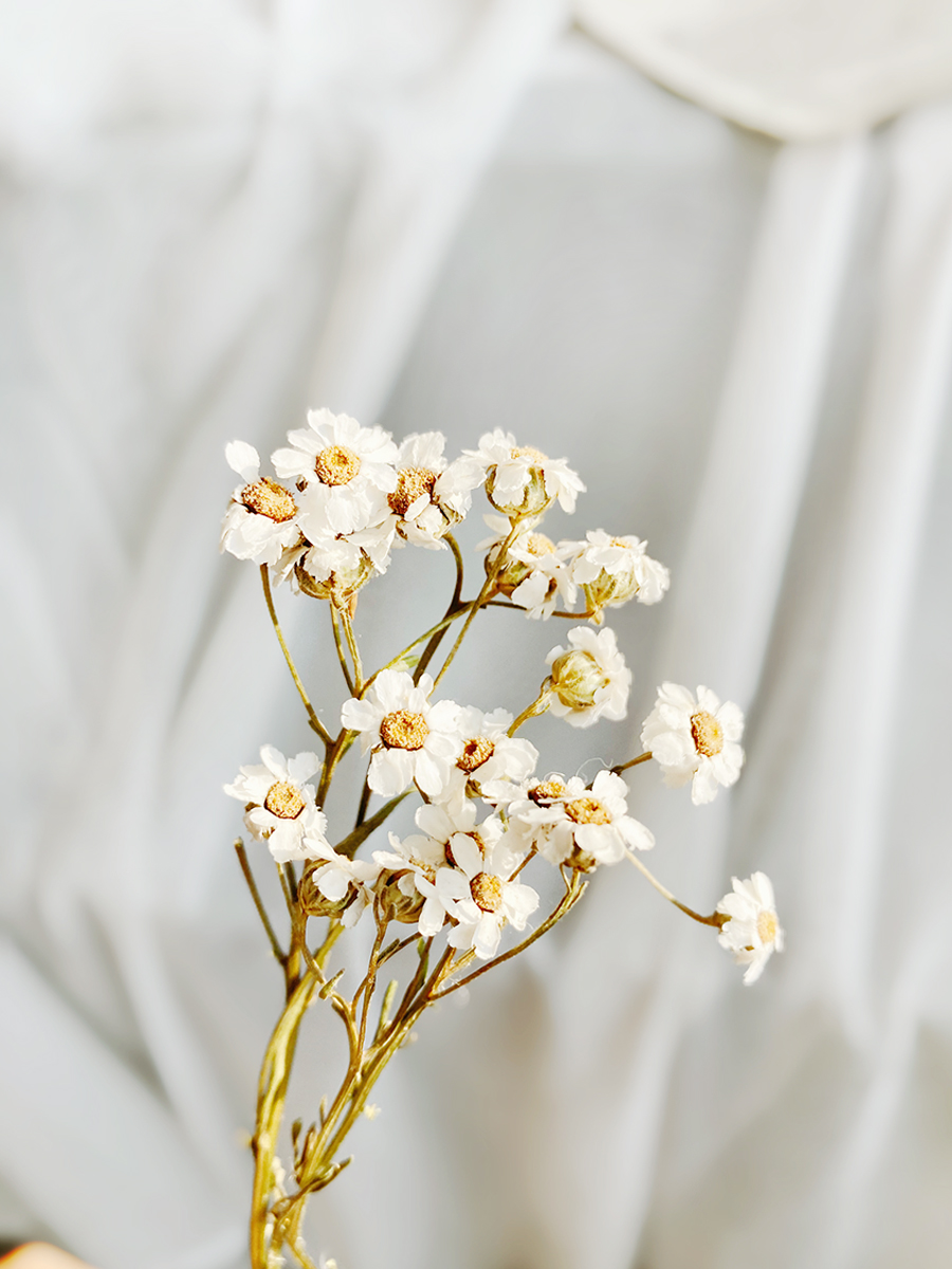 法国白梅干花白玫永生花花束小清新真花装饰花天然diy