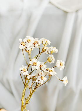 法国白梅干花白玫永生花花束小清新真花装饰花天然diy材料花艺