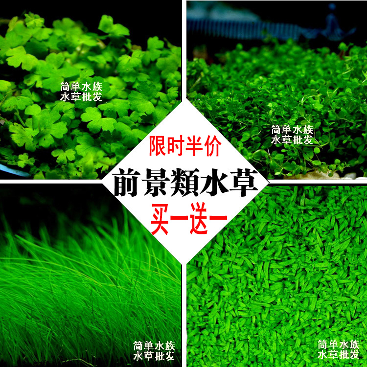 鱼缸造景前景真水草迷你爬地矮珍珠牛毛天湖胡葵叉柱花小皇冠椒草 小寒水族水草批发 淘优券