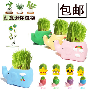 创意迷你办公室植物草头娃娃小盆栽DIY种植草娃娃儿童玩具礼物