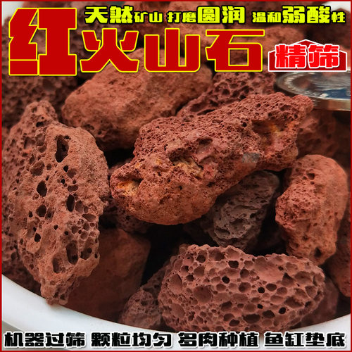 多肉植物颗粒铺面石种植家用花卉