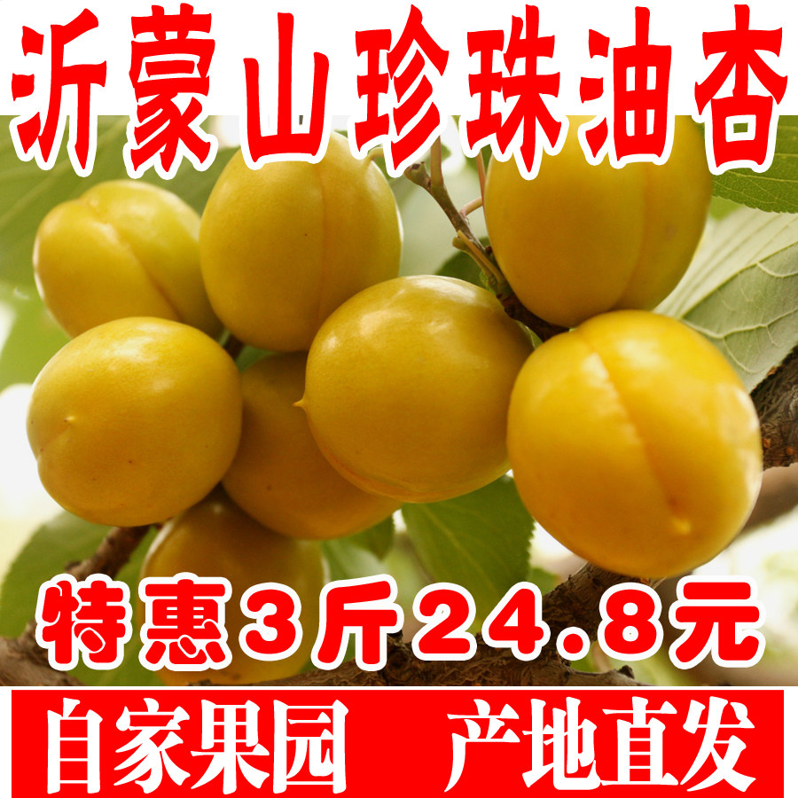 珍珠油杏山东小白杏新鲜水果黄杏子现摘孕妇水果非新疆小白杏5斤