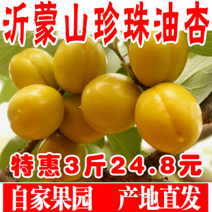 珍珠油杏山东小白杏新鲜水果黄杏子现摘孕妇水果非新疆小白杏5斤