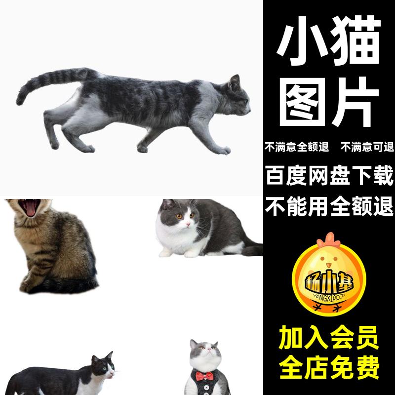 可爱猫图片小猫透明奶PNG猫咪图片素材花猫背景图片免宠物扣扣