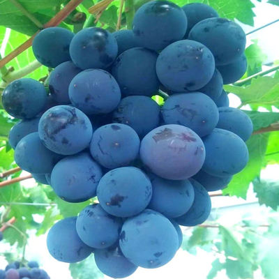 墨光葡萄树苗嫁接葡萄苗爬藤葡萄苗南北方种植果树苗地栽