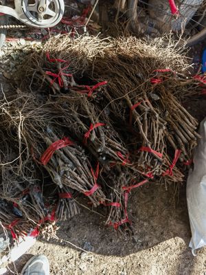 红富士葡萄苗南北方种植盆栽地栽阳台庭院抗病好吃丰产葡萄扦插苗